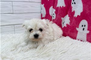 Evie - Maltese for sale