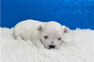 Atticus - puppy for sale