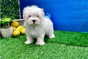 Kenneth - Maltese for sale