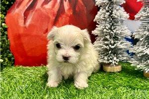 Chester - Maltese for sale