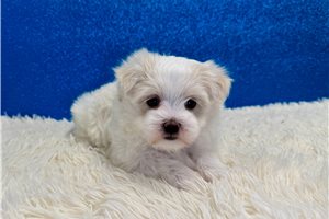 Iago - Maltese for sale