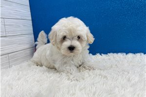 Edmond - Maltese for sale