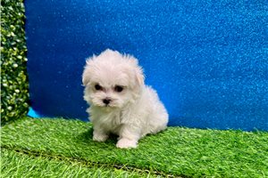 Ericson - Maltese for sale