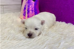 Lena - Maltese for sale