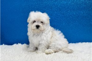 Hugo - Maltese for sale