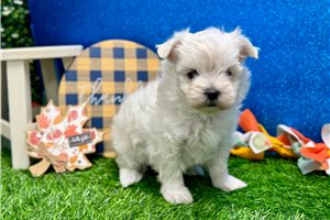 Delilah - puppy for sale