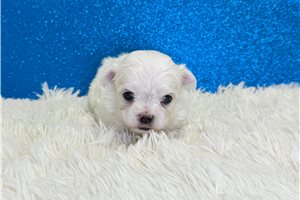 Mayhew - puppy for sale