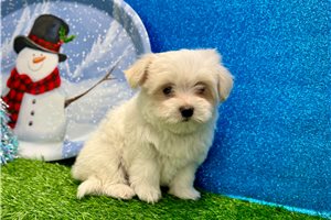 Ella - Maltese for sale