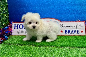 Morrison - Maltese for sale