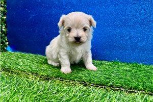 Morrison - Maltese for sale