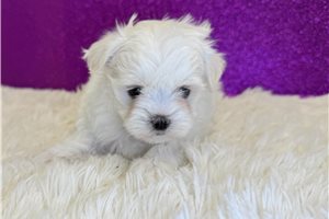 Anika - Maltese for sale
