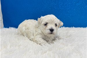 Edmond - Maltese for sale