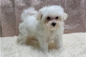 North - Maltese for sale