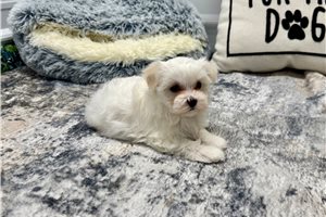 North - Maltese for sale