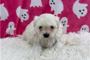 Esmeralda - Maltese for sale