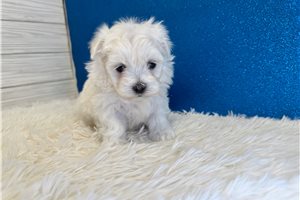 Atticus - Maltese for sale