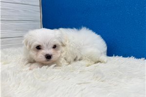 Maximus - Maltese for sale