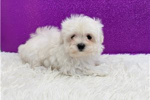 Esmeralda - Maltese for sale