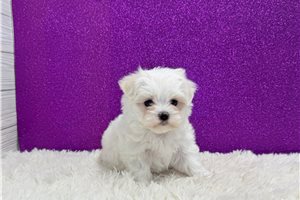 Poppy - Maltese for sale
