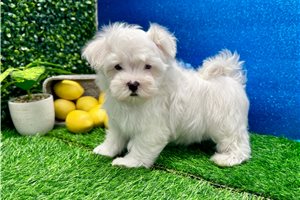 Kole - Maltese for sale