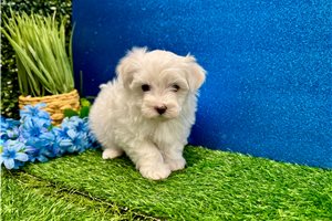 Kaleb - Maltese for sale