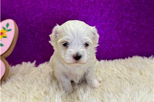Pixie - puppy for sale