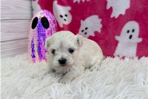 Evie - puppy for sale