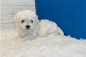 Elvis - Maltese for sale