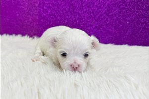 Annabelle - puppy for sale