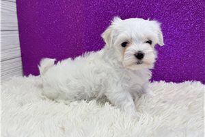 Paige - Maltese for sale