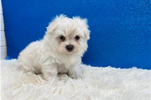 Ervin - Maltese for sale