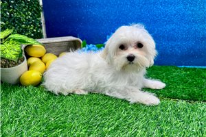 Mack - Maltese for sale