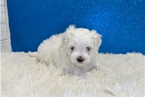Archer - Maltese for sale