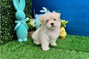 Rhianna - Maltese for sale