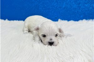 Aston - Maltese for sale