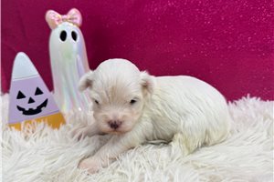 Siti - puppy for sale