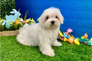Corduroy - Maltese for sale