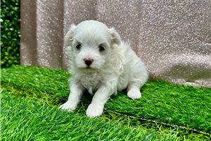 North - Maltese for sale