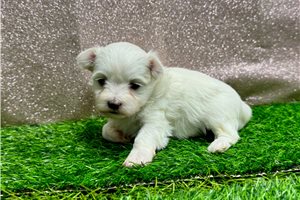 Mira - puppy for sale