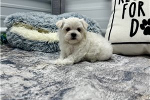 Norma - Maltese for sale