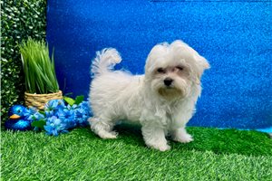 Mack - Maltese for sale