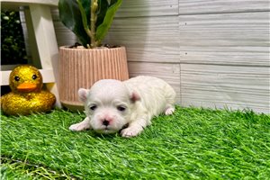 Evie - Maltese for sale