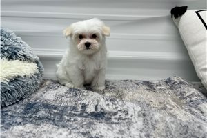North - Maltese for sale