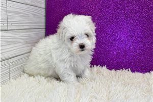 Anita - Maltese for sale
