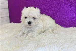 Everly - Maltese for sale
