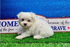 Morton - Maltese for sale