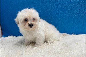 Ervin - Maltese for sale