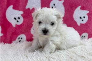 Lena - Maltese for sale