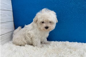 Ethan - Maltese for sale