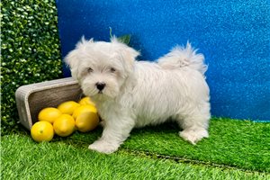 Kole - Maltese for sale